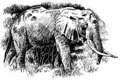 Там где бродили львы (с иллюстрациями) - pic86.jpg