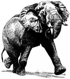 Там где бродили львы (с иллюстрациями) - pic89.jpg