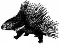 Там где бродили львы (с иллюстрациями) - pic90.jpg