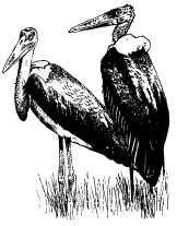 Там где бродили львы (с иллюстрациями) - pic101.jpg