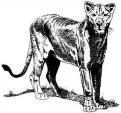 Там где бродили львы (с иллюстрациями) - pic102.jpg