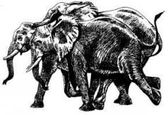 Там где бродили львы (с иллюстрациями) - pic105.jpg