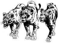 Там где бродили львы (с иллюстрациями) - pic110.jpg