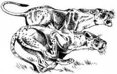 Там где бродили львы (с иллюстрациями) - pic120.jpg