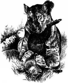 Там где бродили львы (с иллюстрациями) - pic124.jpg