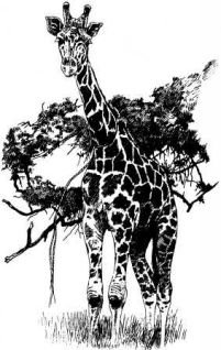 Там где бродили львы (с иллюстрациями) - pic126.jpg