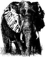 Там где бродили львы (с иллюстрациями) - pic129.jpg