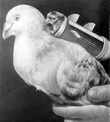 КУДА? и КАК? - i_029.jpg