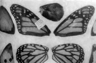 КУДА? и КАК? - i_041.jpg