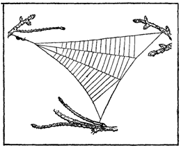 Первопоселенцы суши - i_007.png