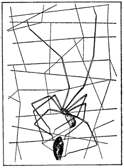 Первопоселенцы суши - i_016.png