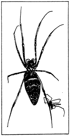 Первопоселенцы суши - i_036.png