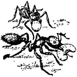 Причуды природы - i_015.png