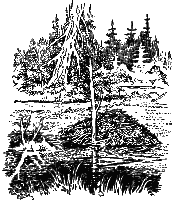 Причуды природы - i_027.png