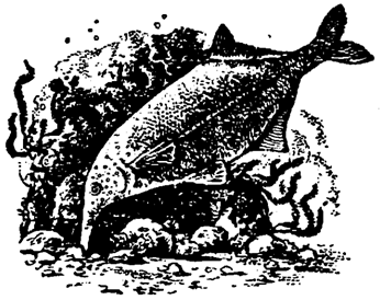 Причуды природы - i_053.png