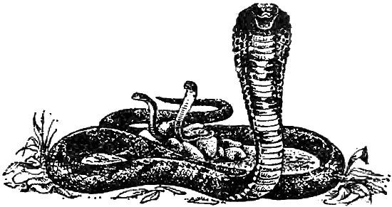 Причуды природы - i_059.png