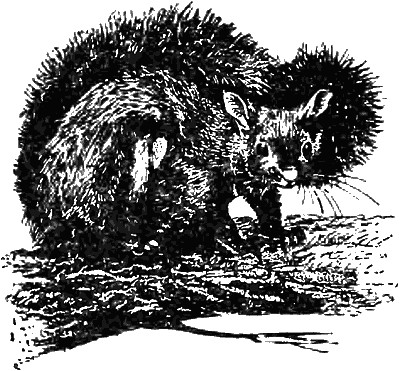 Причуды природы - i_063.png