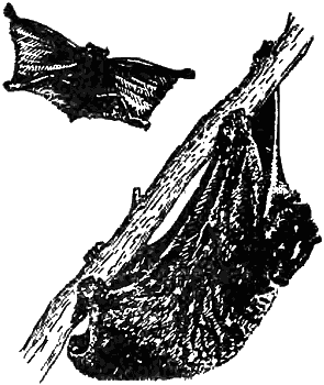 Причуды природы - i_065.png