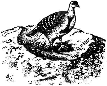 Причуды природы - i_098.png