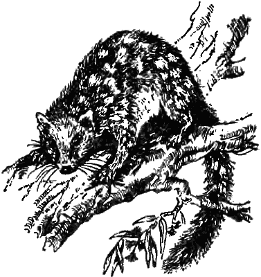 Причуды природы - i_103.png