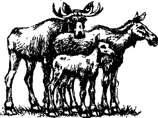 Каос и Бьёрнар. Олауг и Пончик - i_006.png