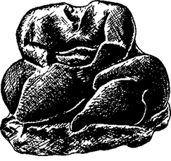 История религии (Книга 1) - pic_34.png