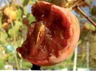 Журнал «Компьютерра» N 8 от 27 февраля 2007 года (Компьютерра - 676) - i_041.jpg