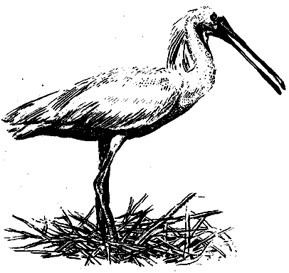 Мир Книги джунглей - i_011.png