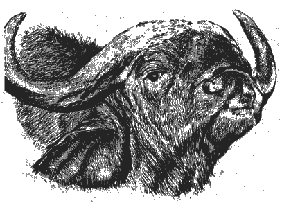 Мир Книги джунглей - i_014.png