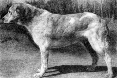 Справочная книга по собаководству - i_013.jpg