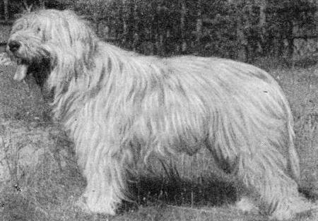 Справочная книга по собаководству - i_014.jpg