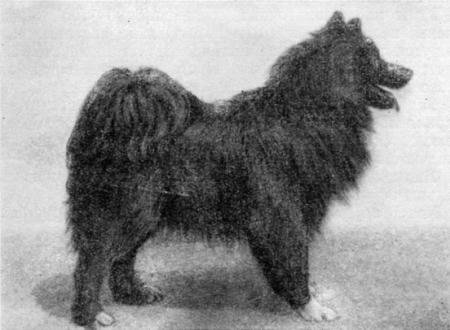 Справочная книга по собаководству - i_017.jpg