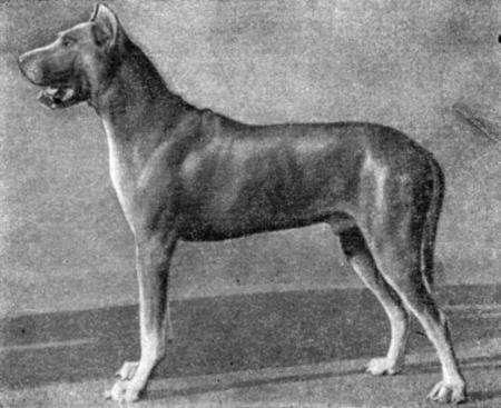 Справочная книга по собаководству - i_023.jpg