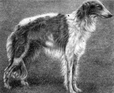 Справочная книга по собаководству - i_029.jpg