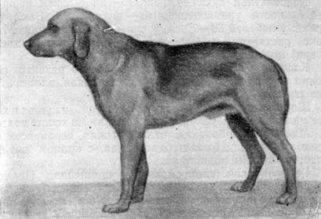 Справочная книга по собаководству - i_030.jpg