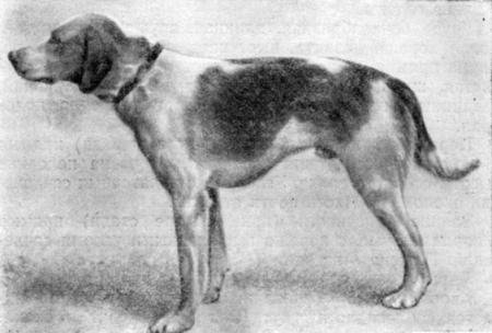 Справочная книга по собаководству - i_031.jpg