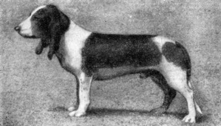 Справочная книга по собаководству - i_032.jpg