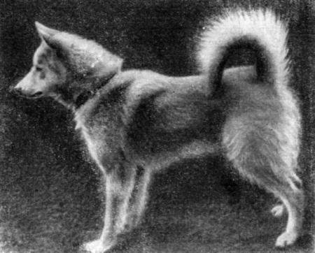 Справочная книга по собаководству - i_033.jpg