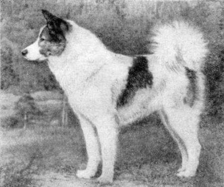 Справочная книга по собаководству - i_034.jpg