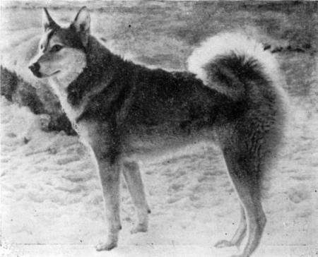 Справочная книга по собаководству - i_035.jpg