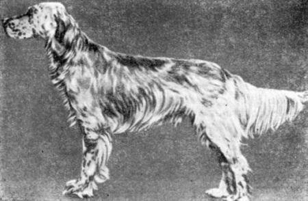 Справочная книга по собаководству - i_037.jpg