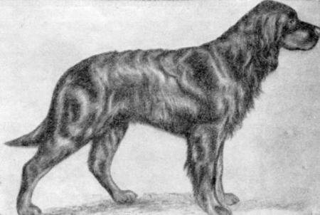 Справочная книга по собаководству - i_039.jpg