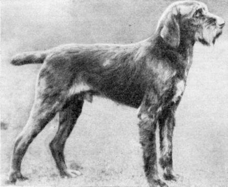 Справочная книга по собаководству - i_041.jpg