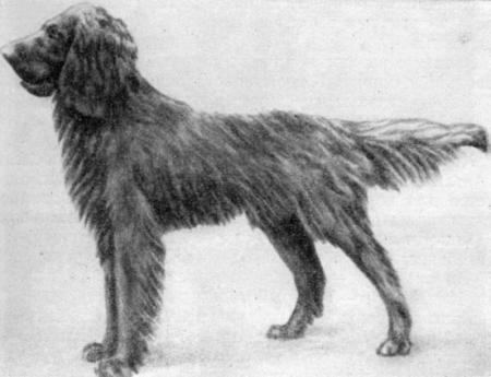 Справочная книга по собаководству - i_042.jpg