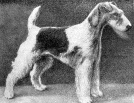 Справочная книга по собаководству - i_044.jpg