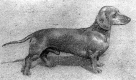 Справочная книга по собаководству - i_045.jpg