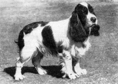 Справочная книга по собаководству - i_048.jpg