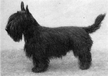 Справочная книга по собаководству - i_050.jpg