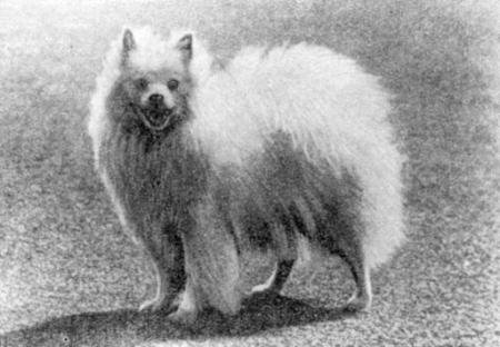 Справочная книга по собаководству - i_051.jpg