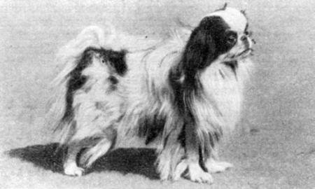 Справочная книга по собаководству - i_052.jpg